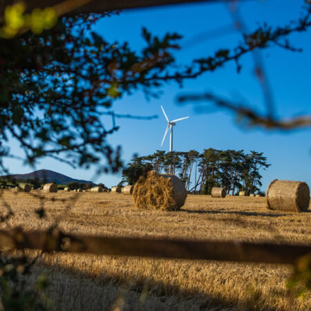 Flahavan's Oats