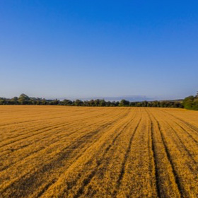 Flahavan's Oats