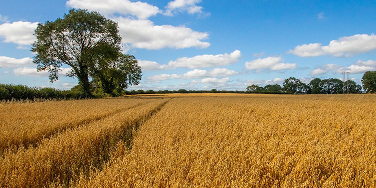 Flahavan's Oats